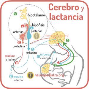 Diagrama que muestra la producción de oxitocina durante la lactancia y su efecto en la conexión emocional.