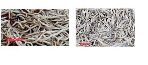 Infografía comparativa: Angulas vs Gulas (textura, precio, origen)
