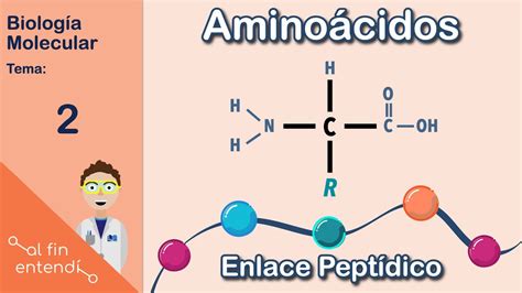 Esquema que muestra la relación entre proteínas, aminoácidos y su función en la formación de tejidos durante el embarazo.