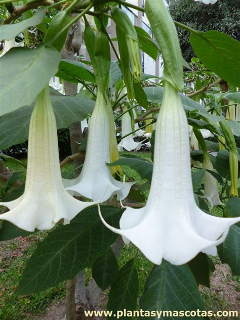 Detalle de las flores colgantes y cónicas del floripondio, mostrando su color blanco marfil y su gran tamaño.
