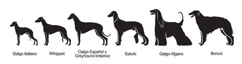 Ilustración de galgos italianos en la nobleza renacentista