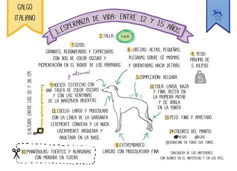 Infografía sobre las características físicas del Galgo Italiano