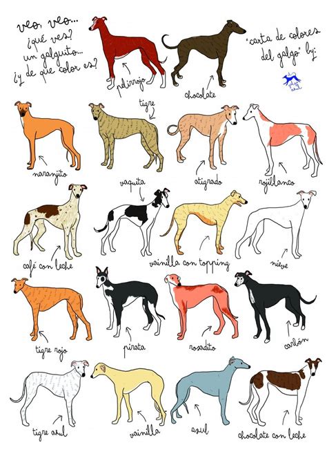 Muestra de los diferentes colores de pelaje del Galgo Italiano