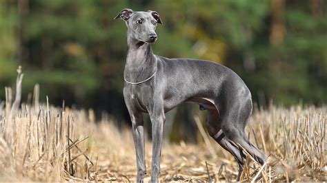 Zona de descanso preparada para un cachorro de galgo italiano