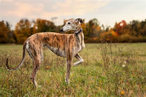 Galgo italiano corriendo en un área segura