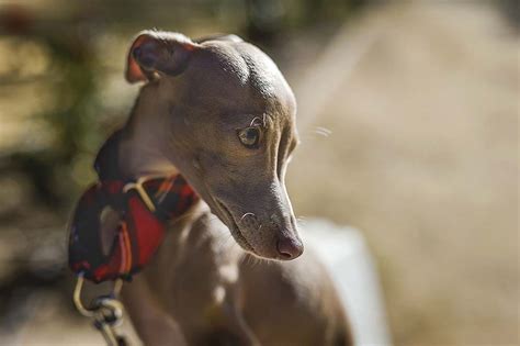 Galgo italiano interactuando con niños de forma tranquila