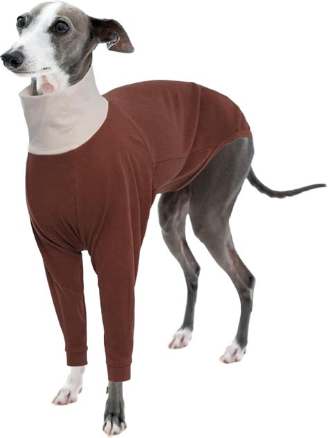 Galgo italiano con abrigo en invierno