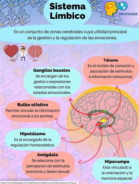 Infografía que ilustra la conexión olfativa entre el sistema límbico y las emociones en niños