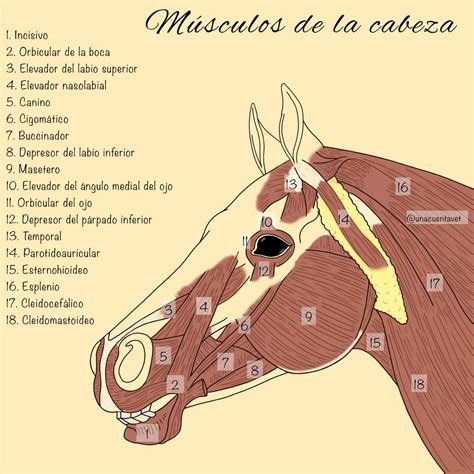 Ilustración detallada de la cabeza del caballo mostrando la ubicación de ojos, orejas y dentición.