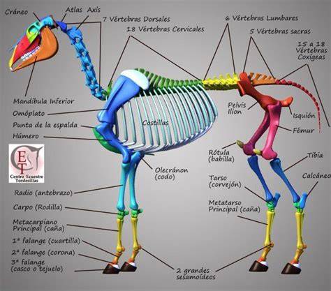 Infografía sobre la estructura ósea y muscular de las patas del caballo.