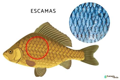 Esquema comparativo de jibioneras con forma de gamba y forma de pez, mostrando la ubicación del lastre y el ángulo de hundimiento.