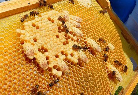 Fotografía de diferentes configuraciones de celdas de nido de abeja: hexagonal, cuadrada y sobreexpandida.