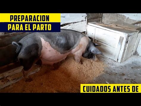 Infografía detallando cómo preparar un nido para el parto de una cerda, incluyendo dimensiones y materiales recomendados.