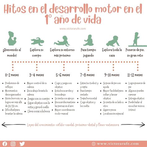 Esquema de las etapas del desarrollo motor en bebés (de 3 a 18 meses)