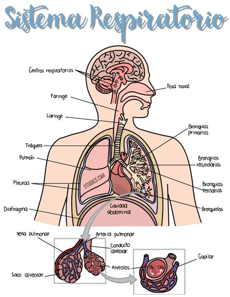 esquema del sistema respiratorio de un bebé mostrando la obstrucción por meconio