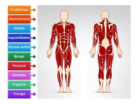 Esquema anatómico mostrando los grupos musculares más afectados: pantorrillas, muslos (cuádriceps e isquiotibiales) y arcos plantares.