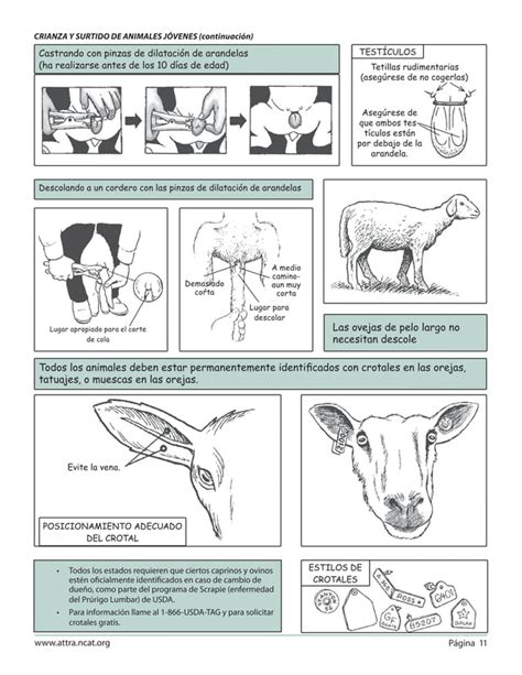 Esquema sobre la colocación correcta de pañales adaptados para caprinos, asegurando la comodidad y la higiene del animal.