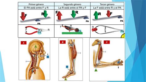 Infografía mostrando la ubicación de objetos tragados en el cuerpo
