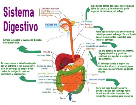 Esquema del sistema digestivo mostrando la progresión de un objeto tragado