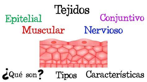 Infografía que muestra la composición de los tejidos básicos de Zeeman (algodón y elastán) y sus beneficios.