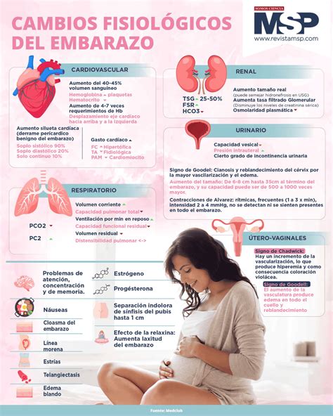 Infografía detallando los cambios anatómicos en la mama durante el embarazo, incluyendo el crecimiento de ductos, alvéolos y areolas.