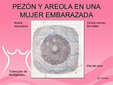 Ilustración de los cambios en el pezón y la areola durante el embarazo, destacando los tubérculos de Montgomery y el oscurecimiento.