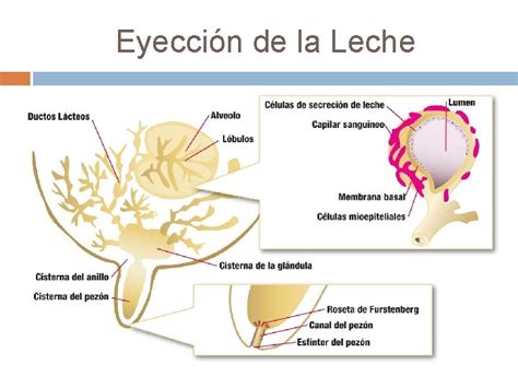Diagrama que ilustra el proceso de producción y eyección de leche materna, mostrando la acción de la prolactina y la oxitocina.