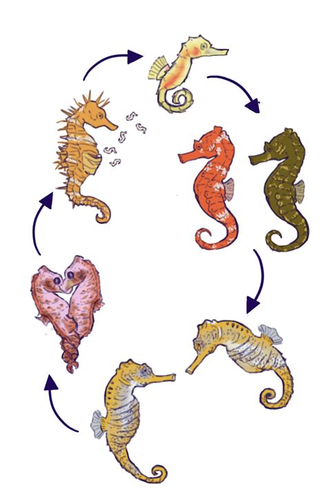 Esquema de una guardería para alevines de caballitos de mar con detalles de tamaño de agujeros y sin ranuras.