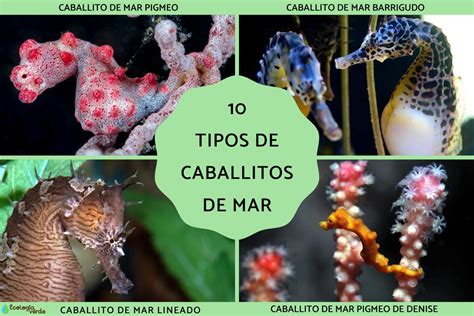 Infografía comparativa de diferentes tipos de alimento para alevines de caballitos de mar, destacando tamaño y digestibilidad.