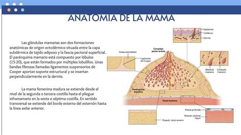 diagrama mostrando la anatomía de la mama y el proceso de producción de leche