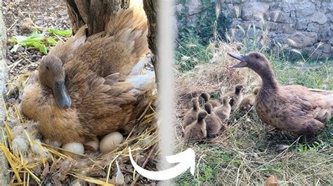 Esquema visual que muestra los pasos del lobo: comer huevos, cubrir su pata con harina y finalmente entrar en la casa.