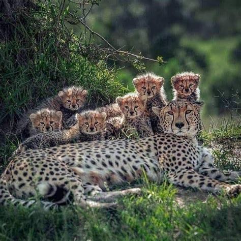 Familia de guepardos (madre con cachorros) en la sabana