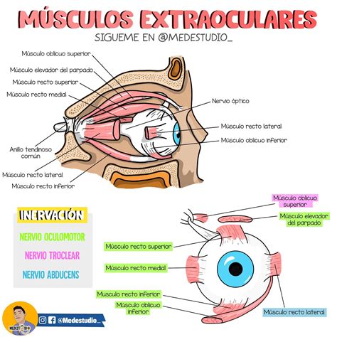 Esquema anatómico mostrando los seis músculos extraoculares que controlan el movimiento del globo ocular.