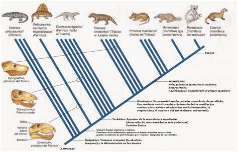 Esquema filogenético que muestra la transición desde los sinápsidos primitivos (pelicosaurios) hasta los cinodontes y los primeros mamíferos.