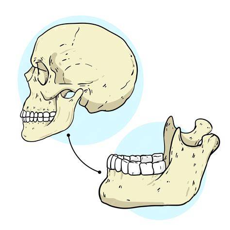 Ilustración comparativa de una mandíbula de reptil frente a la de un mamífero, destacando la articulación dentario-escamoso.