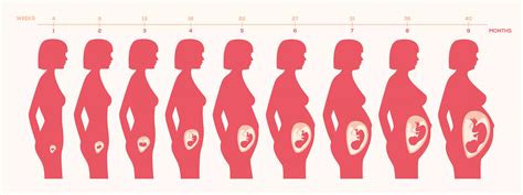 Fotografía de mujeres en diferentes fases del embarazo