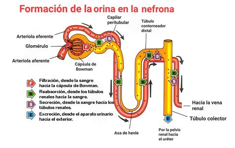Esquema de la formación artística de Andrea Bonelli: desde la Escuela de Danza del Teatro Colón hasta el estudio de teatro de Carlos Gandolfo.