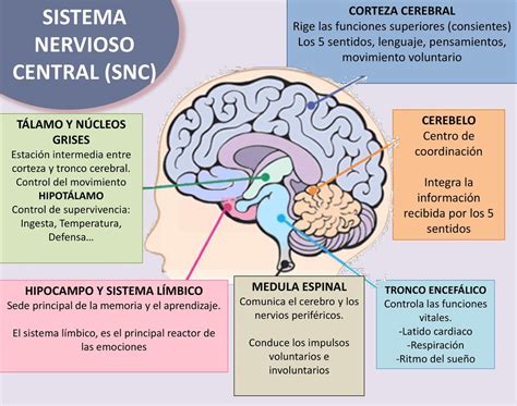 Diagrama del sistema nervioso central de un niño