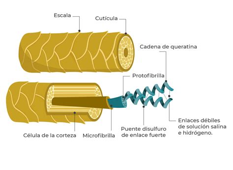 Esquema detallado de la estructura de queratina en los anillos del sonajero de una serpiente