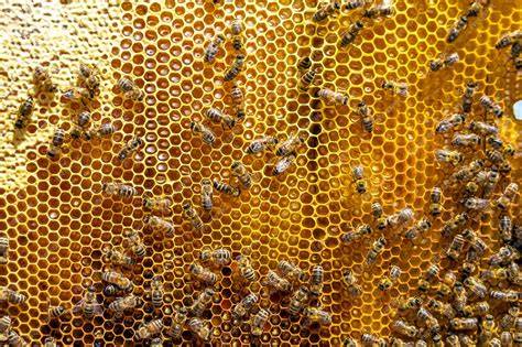 Esquema de un panal de abejas mostrando su estructura hexagonal