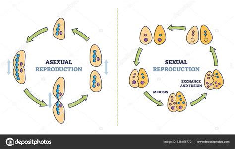 Diagrama comparativo de reproducción asexual y sexual