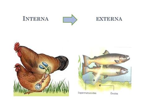 Representación visual de fecundación interna y externa
