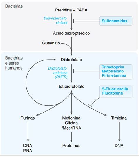 Esquema simplificado del mecanismo de acción de la combinación trimetoprima-sulfametoxazol, mostrando las dos etapas bloqueadas en la síntesis de ácido fólico bacteriano.