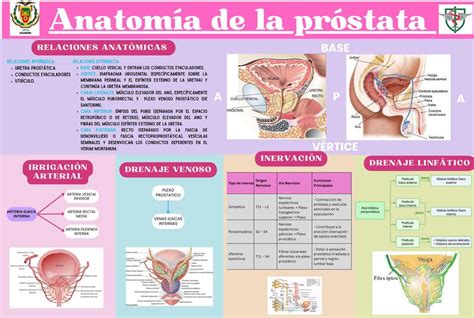 infografía sobre la anatomía de la próstata y su ubicación en el cuerpo masculino