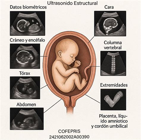 Infografía: Anatomía fetal en ultrasonido estructural