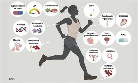 Infografía que compara las necesidades diarias de hierro en lactantes por grupo de edad.