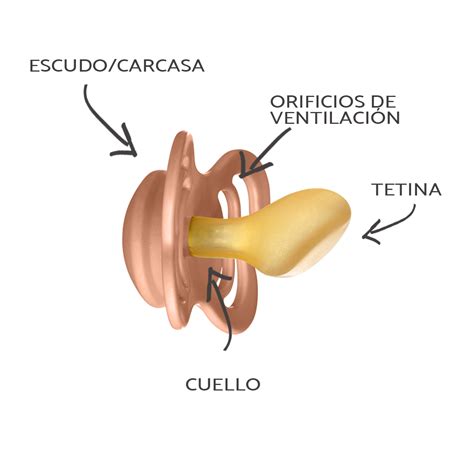Infografía detallando las partes de un chupete y las características recomendadas para cada una (tetina, escudo, cuello).