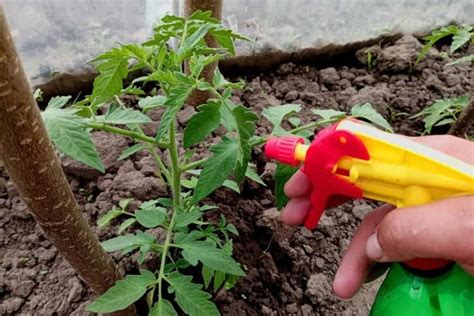 Ilustración mostrando la aplicación foliar de nutrientes en las hojas de un árbol frutal.