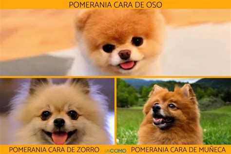 Esquema de las diferentes caras del Pomerania (zorro, oso, muñeca)