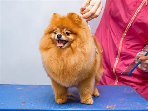 Pomerania con un corte de pelo profesional